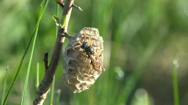 Lonely insect Wasp sits on its nest on branch of tree or bush. Late spring