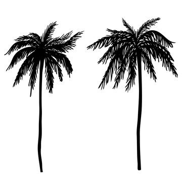 Set of hand drawn palm tree illustrations. Design element for poster, card, banner, t shirt.