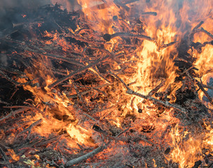 Closeup of extremely big and strong bonfire with burning dry pine tree branches from swedish forest, feels high heat from fire