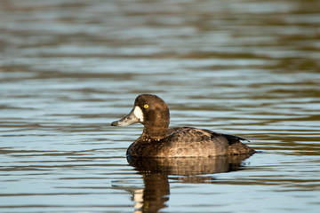 Lesser Scaup swimming in the marsh
