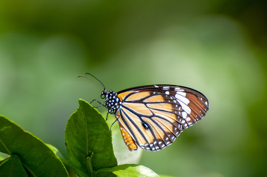 6 Best 広島市森林公園こんちゅう館 Images Stock Photos Vectors Adobe Stock 6 Best 広島市森林公園こんちゅう館 Images Stock Photos Vectors Adobe Stock