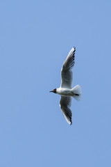 Seagull flying with stretched wings.