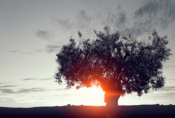 Lonely tree in field