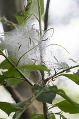 Caterpillar threads and protective cocoons on a tree branch.