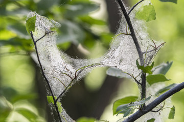 Caterpillar threads and protective cocoons on a tree branch.