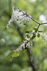 Caterpillar threads and protective cocoons on a tree branch.