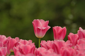 Pembe renkli laleler