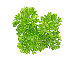 Aromatic fresh green parsley on white background