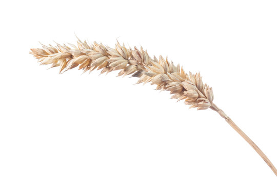 Wheat ear isolated on white horizontal view
