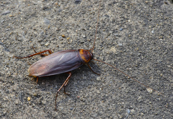 Cockroach insect on road