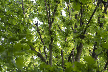 Obraz premium A view of the oak tree crown.