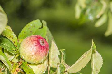 green red ripe apple on branch rain green bokeh background