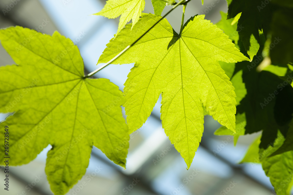 Canvas Prints detail of green maple leaf background