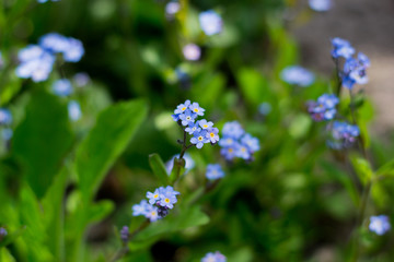 amazing beauty blue flowers