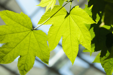 Detail of green maple leaf background