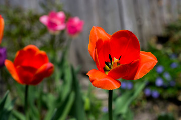 pleases with delicate flowers