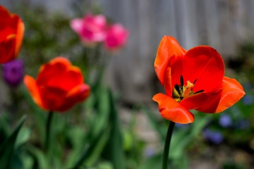 pleases gentle red flowers