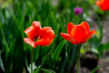 summer flowering of tulips in the field