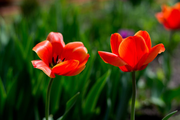 summer flowering of red tulips in the field