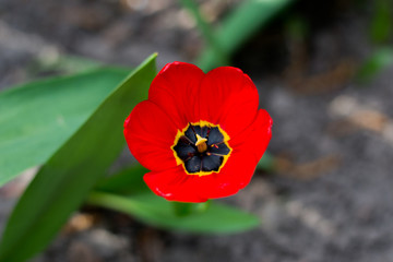 summer flowering of tulips