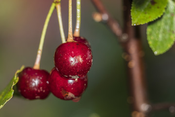 red cherry berry green bokeh background water drops rain