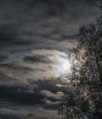 Full moon lights through clouds and birch branches