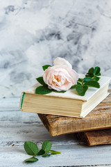 Beautiful rose on an old book.