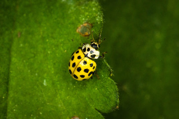 Obraz premium ladybird