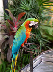 Amazon parrots were perched on the iron.And see the patterns and colors on the feathers of a parrot that looks cute.
