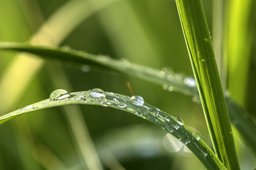 Tautropfen im Gras 