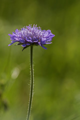 Witwenblume