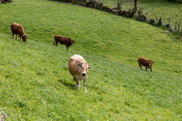 Valley of Leitariegos, in Asturias (Spain), at the beginning of spring