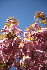 Cherry tree in bloom