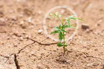 Infographics Circles and N - P - K of The plants grow on the dry ground. Plants try to live the next life. Environment is not conducive to growth. The idea of life is to live with the space available.