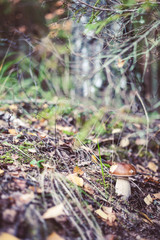 Mushroom In The Forest