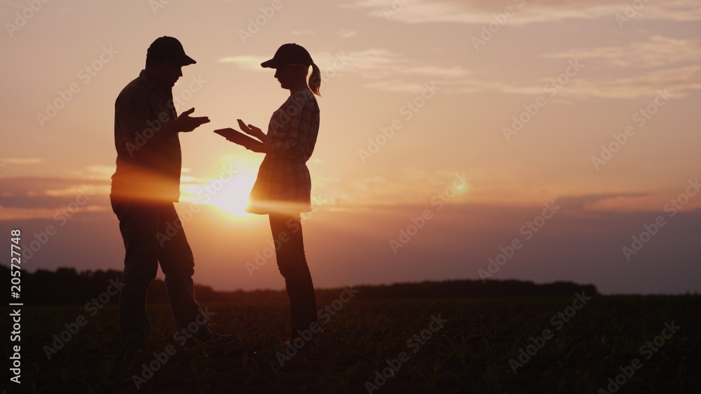 Wall mural two farmers work in the field in the evening at sunset. a man and a woman discuss something, use a t