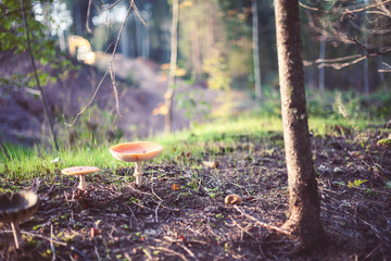 Mushroom in the forest
