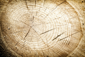 Naklejka premium Fresh tree stump cut background or texture.
