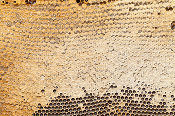 Honeycomb texture - beeswax
