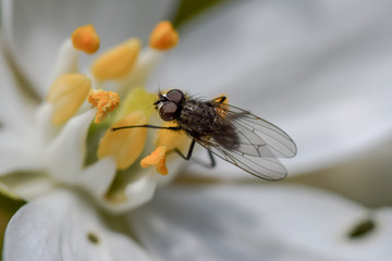 Housefly on lily
