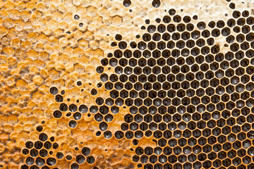Honeycomb texture - beeswax