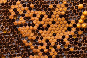 Honeycomb texture