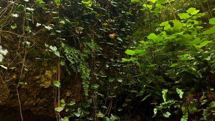 green forests in the foothills . lush vegetation