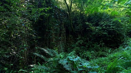 green forests in the foothills . lush vegetation