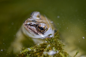 Brown frog swimming