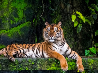 Beautiful Bengal tiger, queen tiger in forest show action nature.