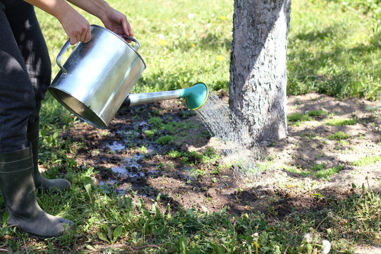 caring gardening in the spring and summer time/ gardener watering from a watering can with a flower bed around a tree in the garden