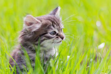 Naklejka na ściany i meble cute little kitten sitting in the grass in the sun