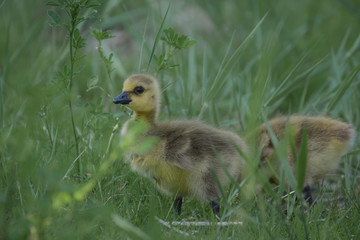 Gosling in grass
