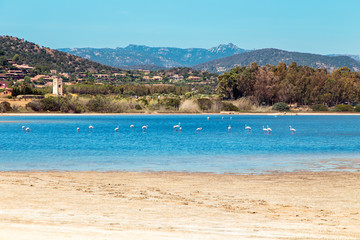 Fototapeta na wymiar Flamingos in the lake in a summer day